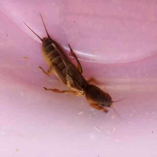 伟博 蝼蛄活体(一盒装24只蝼蛄)活体土狗虫活蝼蛄中药