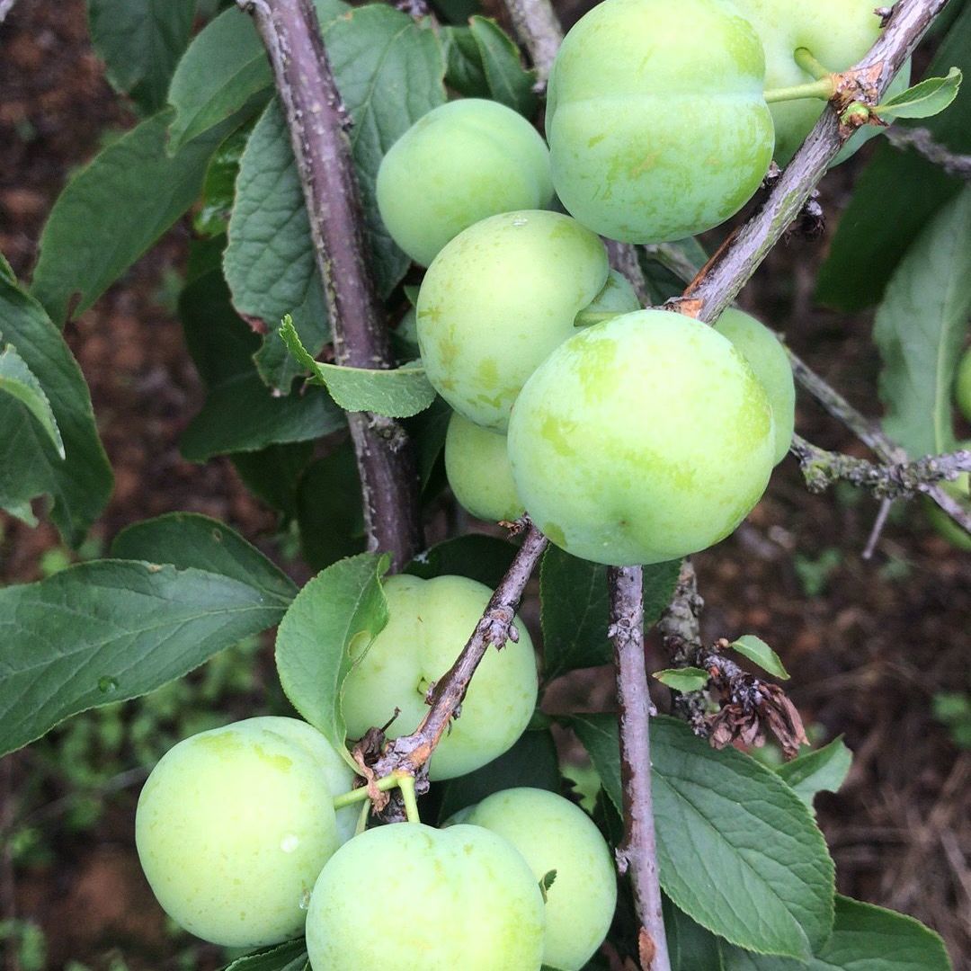 早熟三月李现摘新鲜李子果脆酸李三华李青果珍珠李水果昌隆福记 3斤