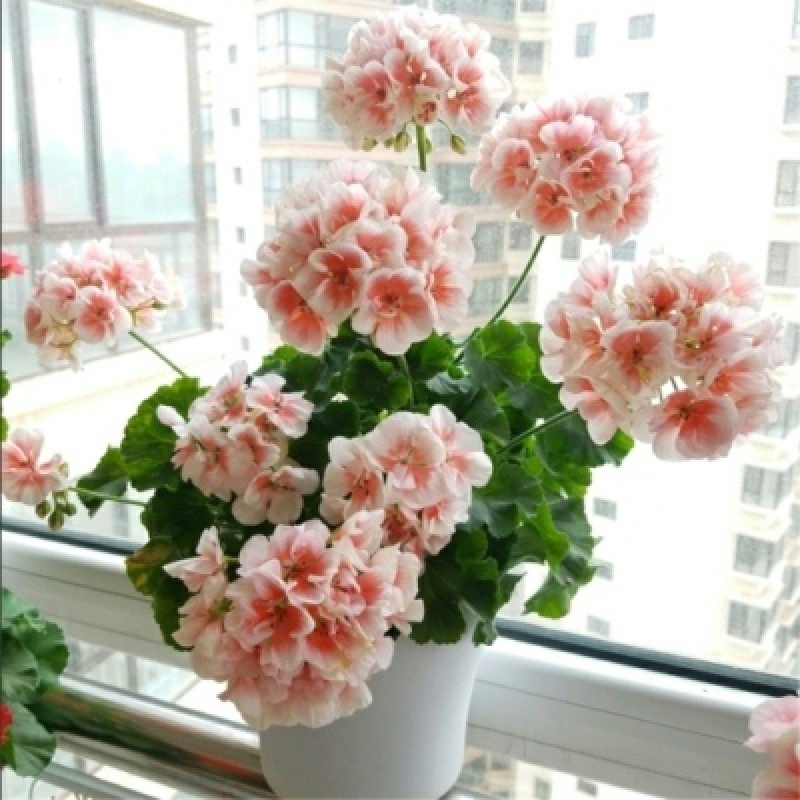 大花天竺葵花苗重瓣花卉庭院阳台四季盆栽花期带花苞发货 #19号色