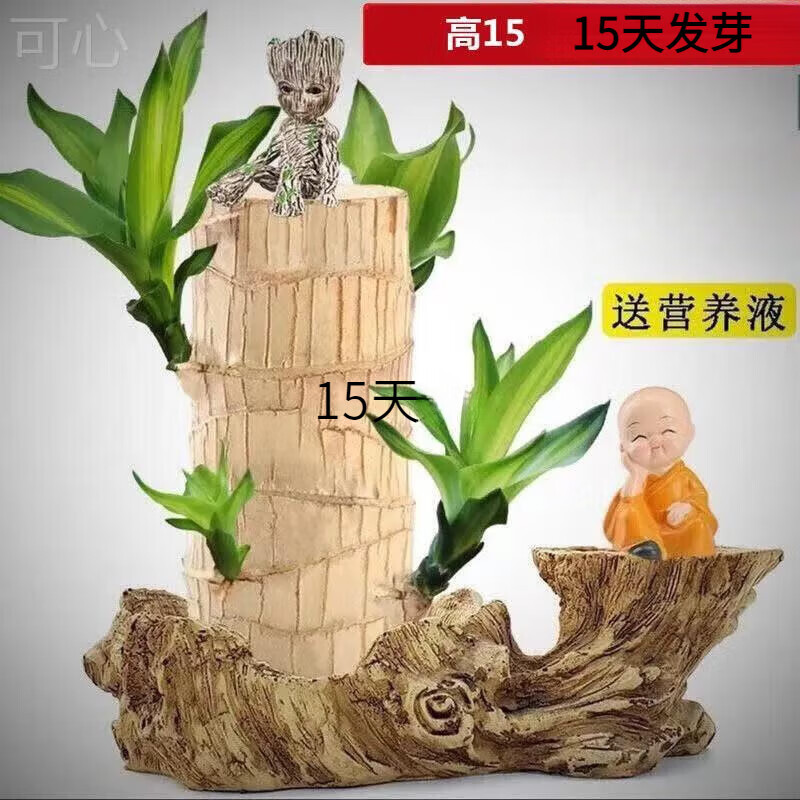 巴西木一个直径5-7厘米 高10厘