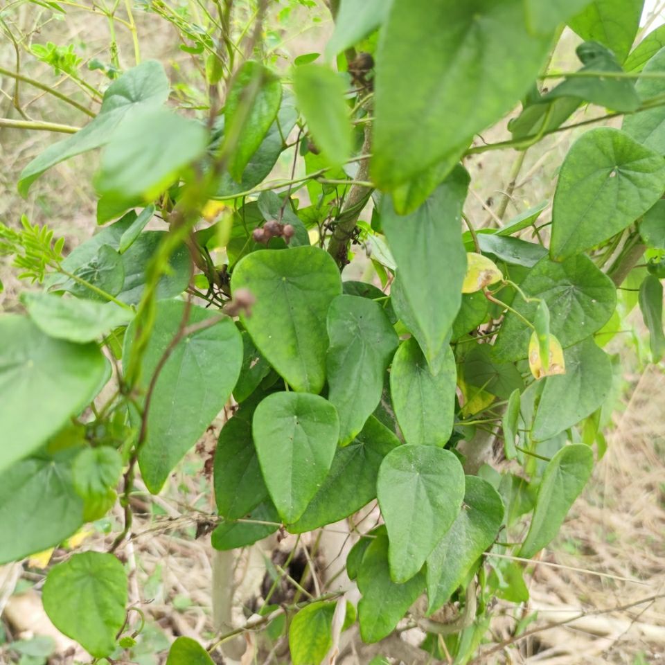 伟博新鲜现采 粪箕笃 蛤乸草 田鸡草 畚箕草 500克 500g