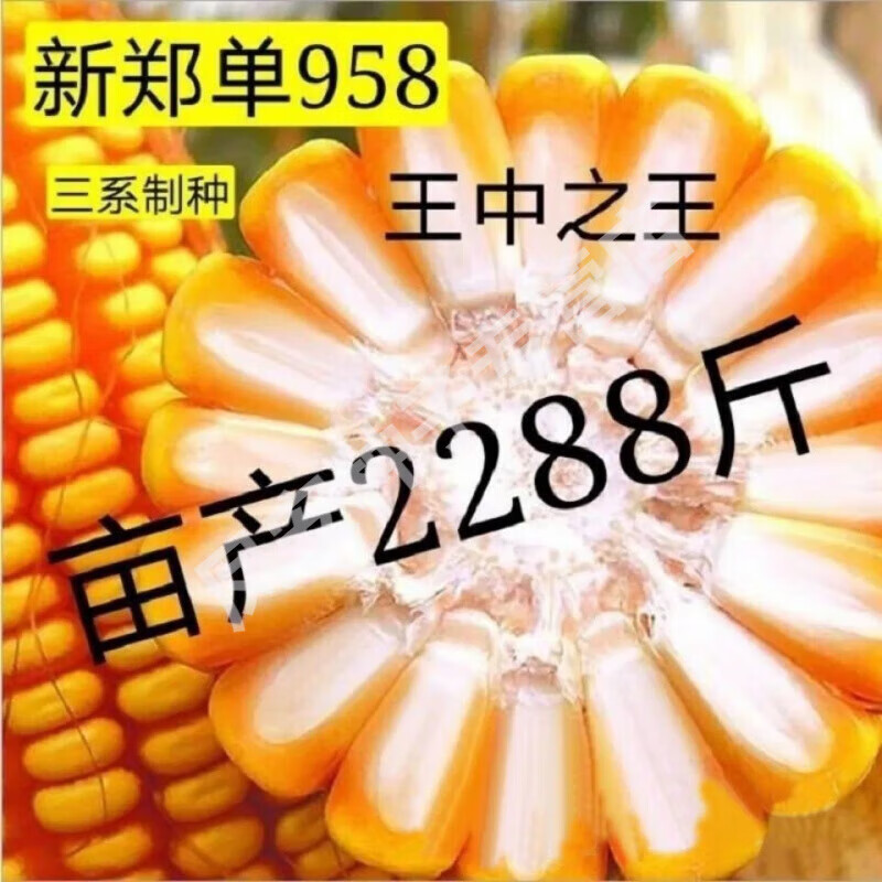 国审玉米种子郑单958大棒白轴抗倒抗旱矮杆苞谷粮饲2kg一袋装 4斤一