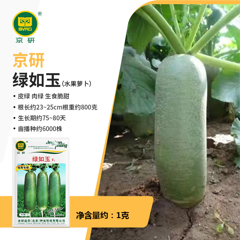 京研蘿卜種子白蘿卜沙窩水果櫻桃蘿卜紅芯胡蘿卜心里陽(yáng)臺(tái)美蔬菜種籽孑 綠如玉沙窩水果蘿卜 1克