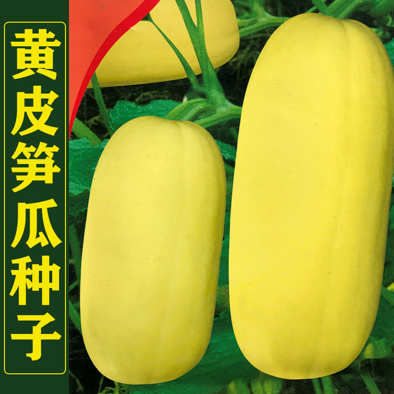 白玉瓜角瓜种籽高产春秋季四季吊瓜蔬菜种孑 黄皮笋瓜5克原装约65粒