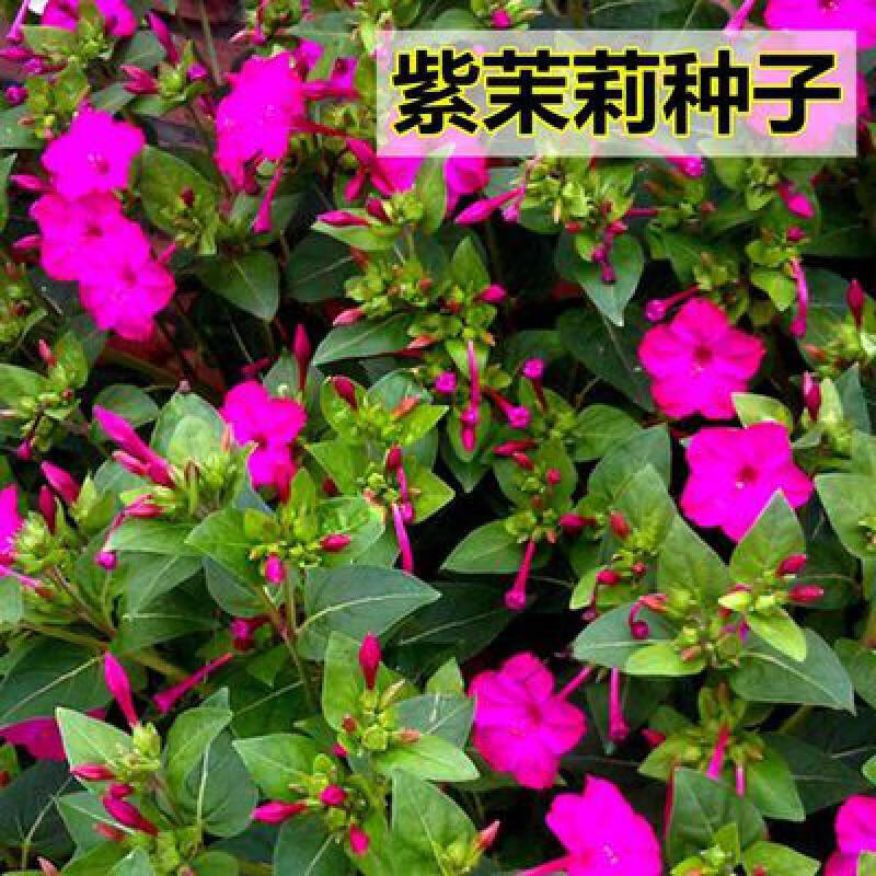 紫茉莉花种子草茉莉白茉莉夜饭花家庭阳台庭院盆栽四季播种易缀 紫