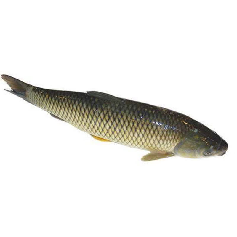 鲜琛觅 2斤草鱼 清膛去鱼鳞去鱼鳃