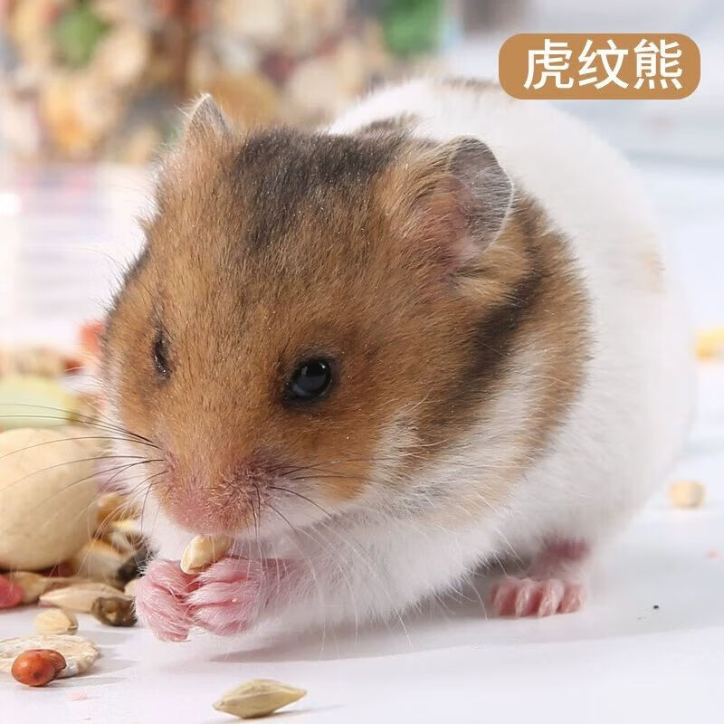 小仓鼠活物已打疫苗运输包活金丝熊活体长毛熊宿舍小宠物沙鼠 虎纹熊