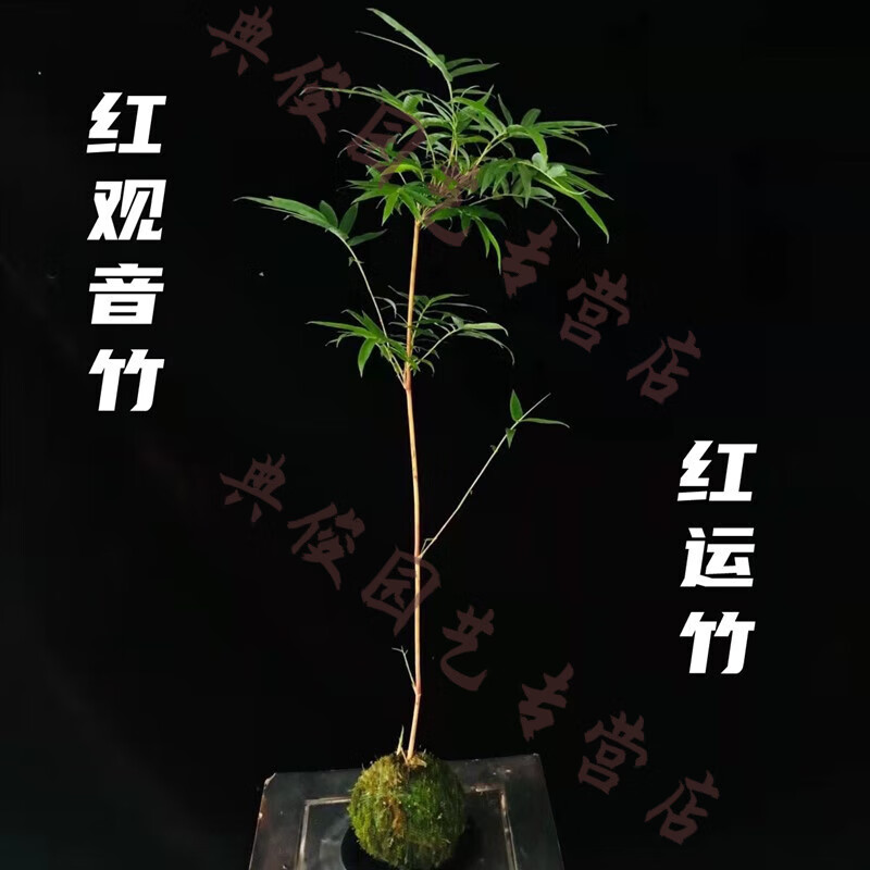 观音竹米竹红观音竹佛肚竹金明竹内门竹朱竹室内竹子水培绿植盆栽 红