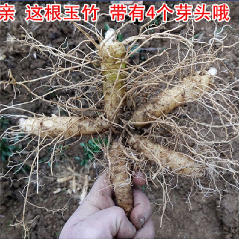 现挖湘玉竹煲汤料玉竹种苗尾参 玉竹配麦冬 500克一斤