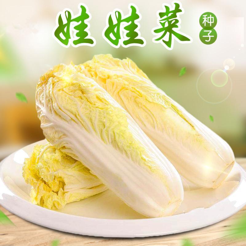 播种心情速生快菜种子小大白菜种子娃娃菜种子家庭种植阳台盆栽有机