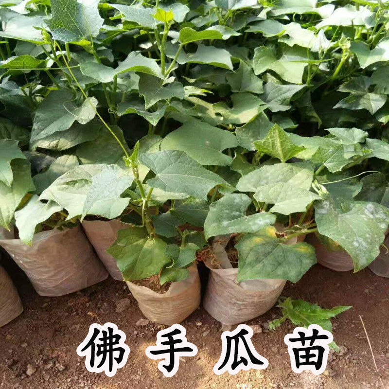 江影清佛手瓜苗特大早熟种苗蔬菜种子带秧带叶爬藤菜苗盆栽多年生千金
