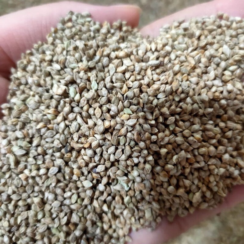 赤卉小米草种子养殖专用水草种籽鱼虾蟹牧草种子雀叶稗高产耐水淹草籽