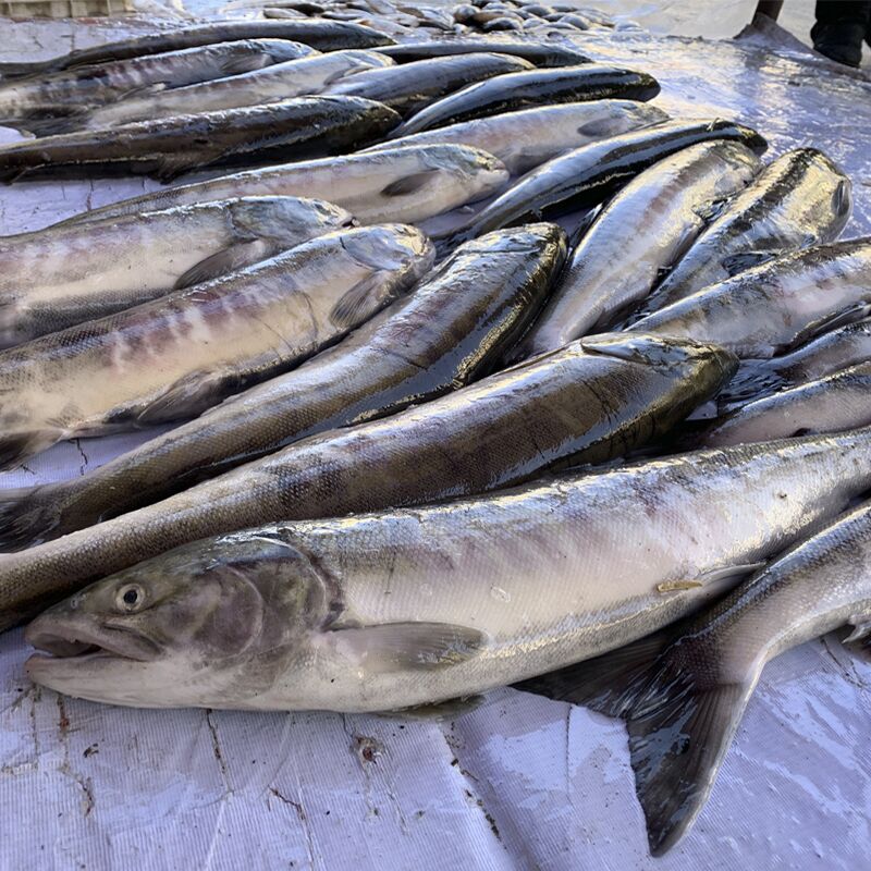 lism 黑龙江佳木斯大马哈鱼鲜活冰冻大马哈鱼洄游江鱼捕捞7斤左右 右