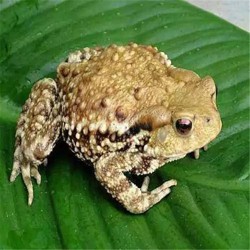 【下单咨询客服】药材 活癞蛤蟆 活蟾蜍  癞蛤蟆 癞蛤蟆活 蟾蜍活体