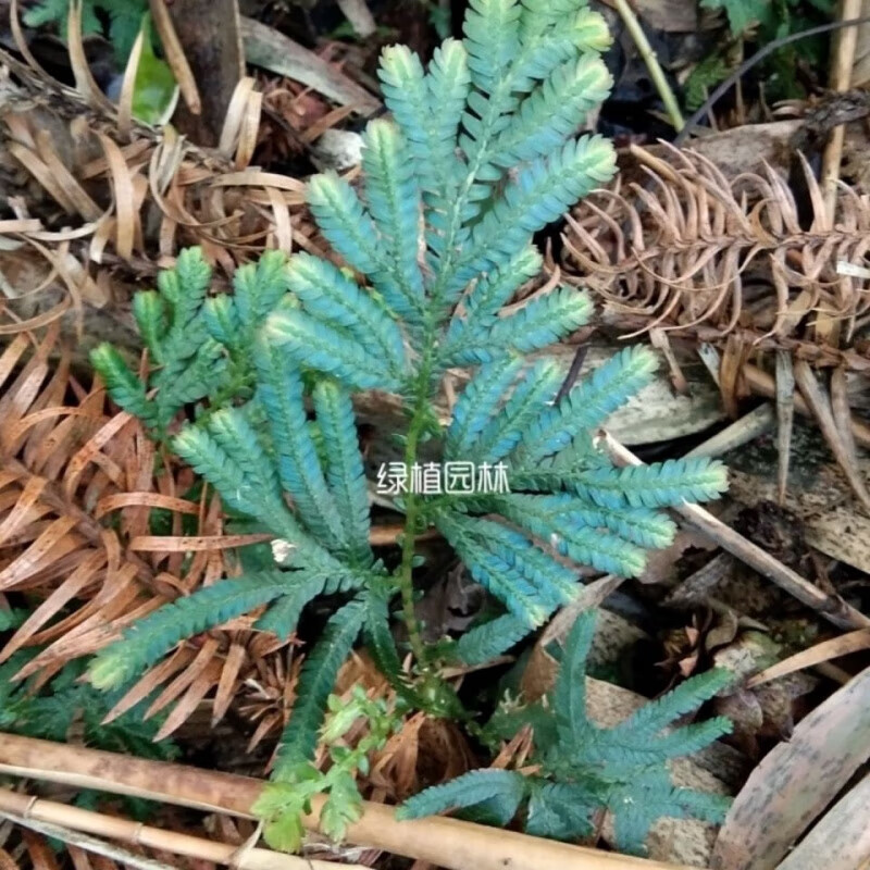 翠云草龙须草蓝玉蕨变色蕨室内外盆栽垂吊生态雨林缸假山造景绿植 5棵