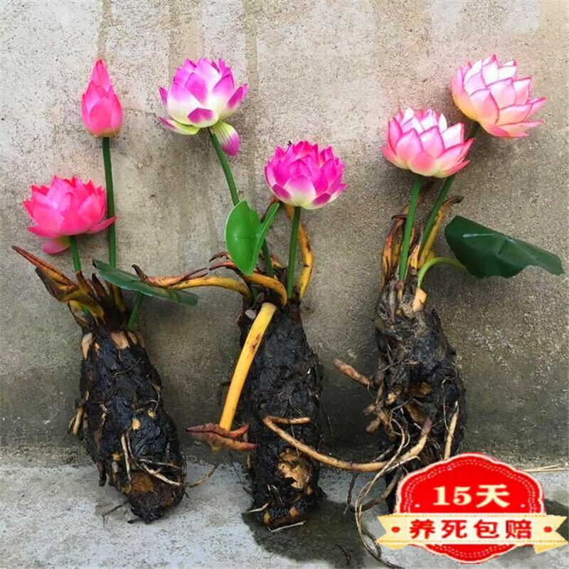 歆妍四季开花睡莲水培植物迷你睡莲根块荷花莲花室内阳台盆栽绿植花卉 混色睡莲 5棵 不含盆