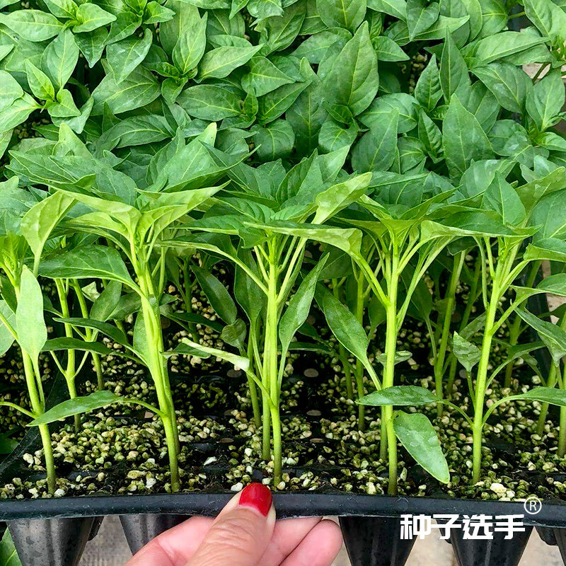 农之子 美人椒辣椒种子香辣辣椒树摘不败蔬菜种子菜籽种苗辣椒苗 美人