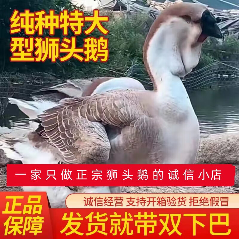 纯种汕头活体鹅仔大型品种灰狮头鹅活苗特大 买6 2 共发8只 公母可挑