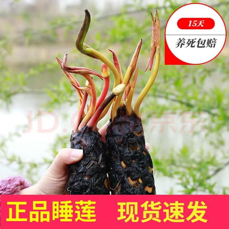 花卉价格行情最新报价走势图|花卉价格比较