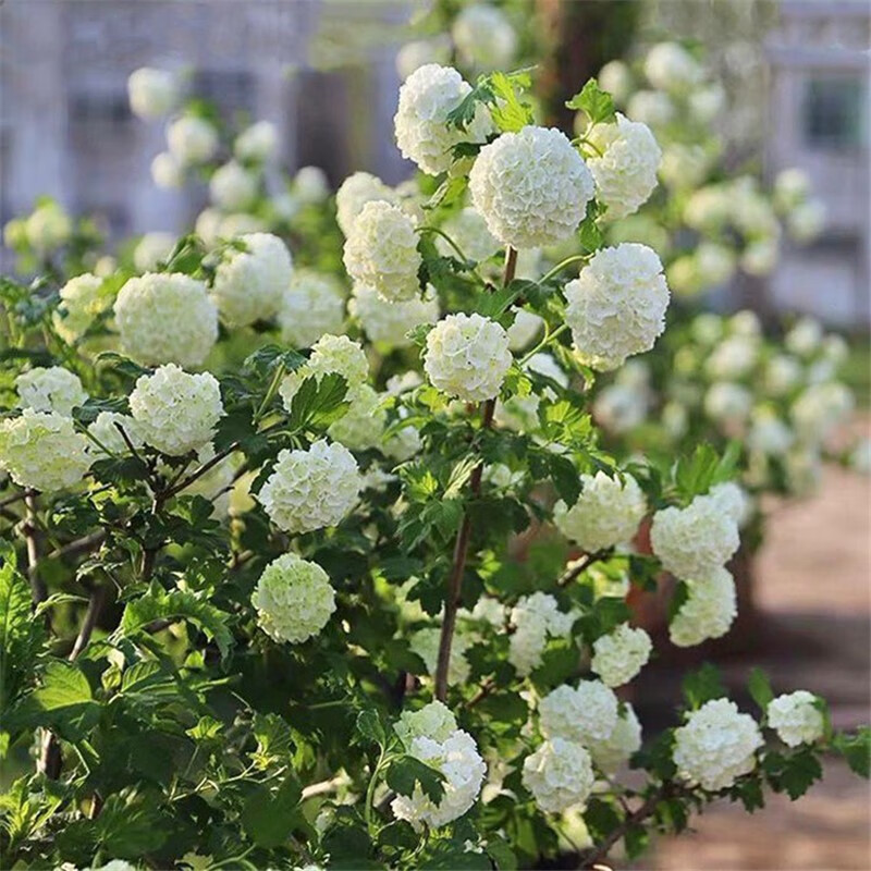 豫权中华木绣球大花斗球丛生白麻球木本绣球树室内外庭院盆栽地栽耐寒