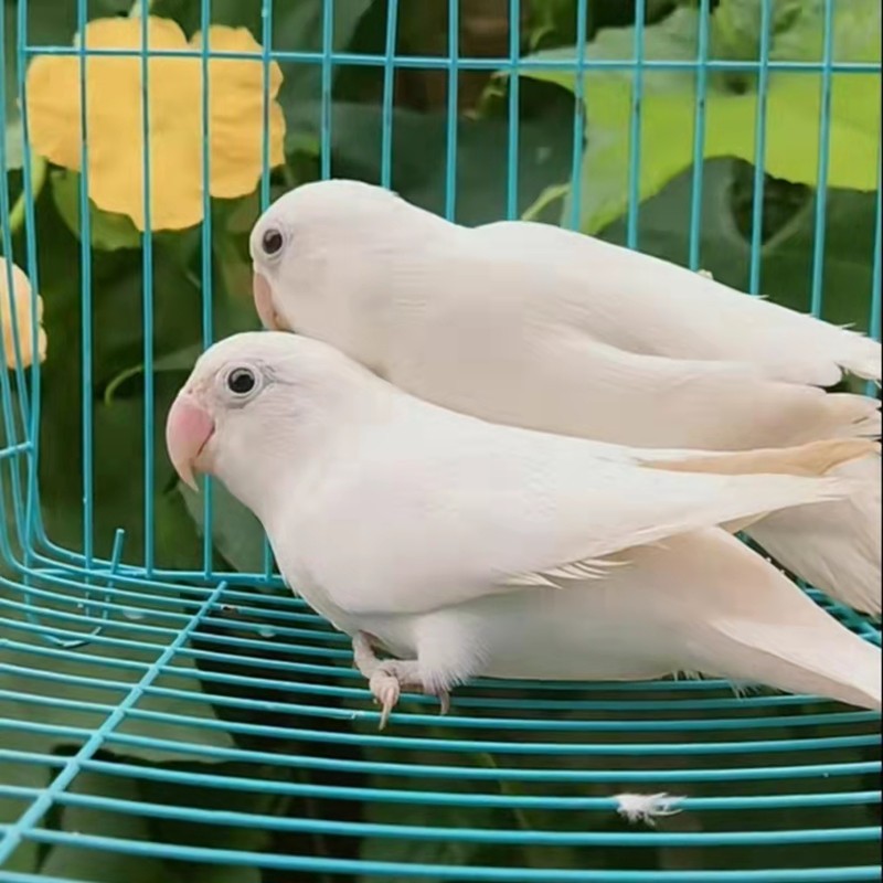 鸟活物鹦鹉鸟黄金丝鹦鹉牡丹绿金丝蓝银包活豪蚨 白玉1只(公母备注)