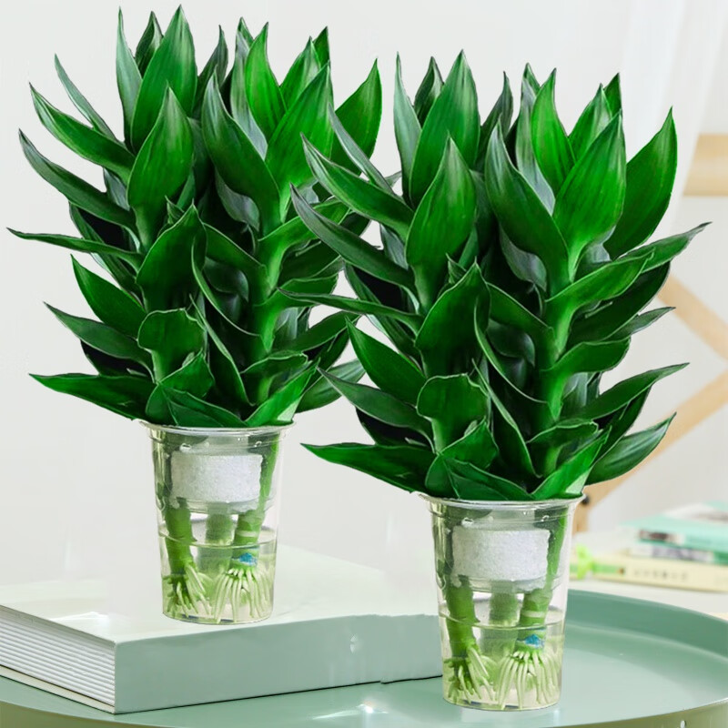 缤贤观音竹富贵竹水培植物带根绿植办公室内盆栽转运竹带好养水养玻璃