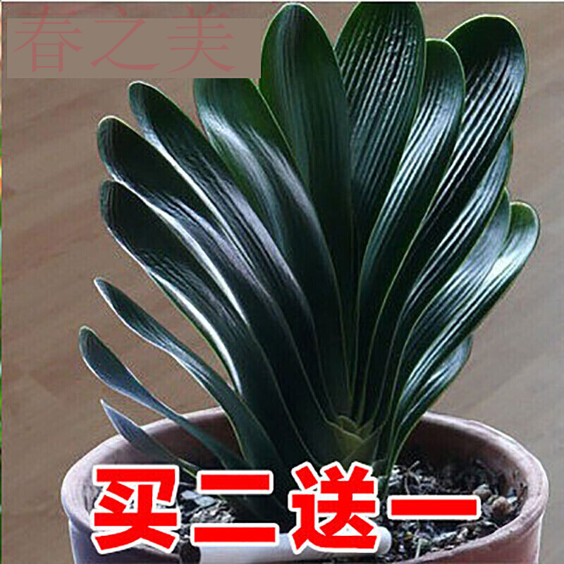 四季君子兰带花苞盆栽老苗室内植物圆头和尚好养大小苗当年开花卉 12