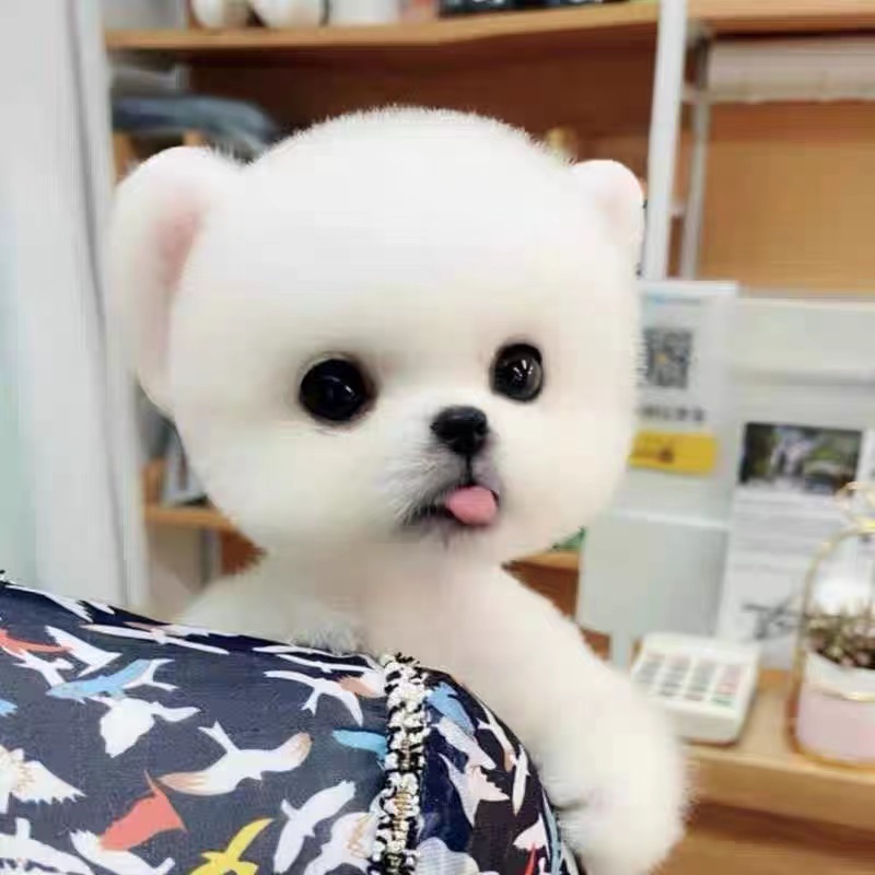 博美犬博美幼犬茶杯犬白色宠物狗活体长不大的可爱茶杯狗搏美哈多利系
