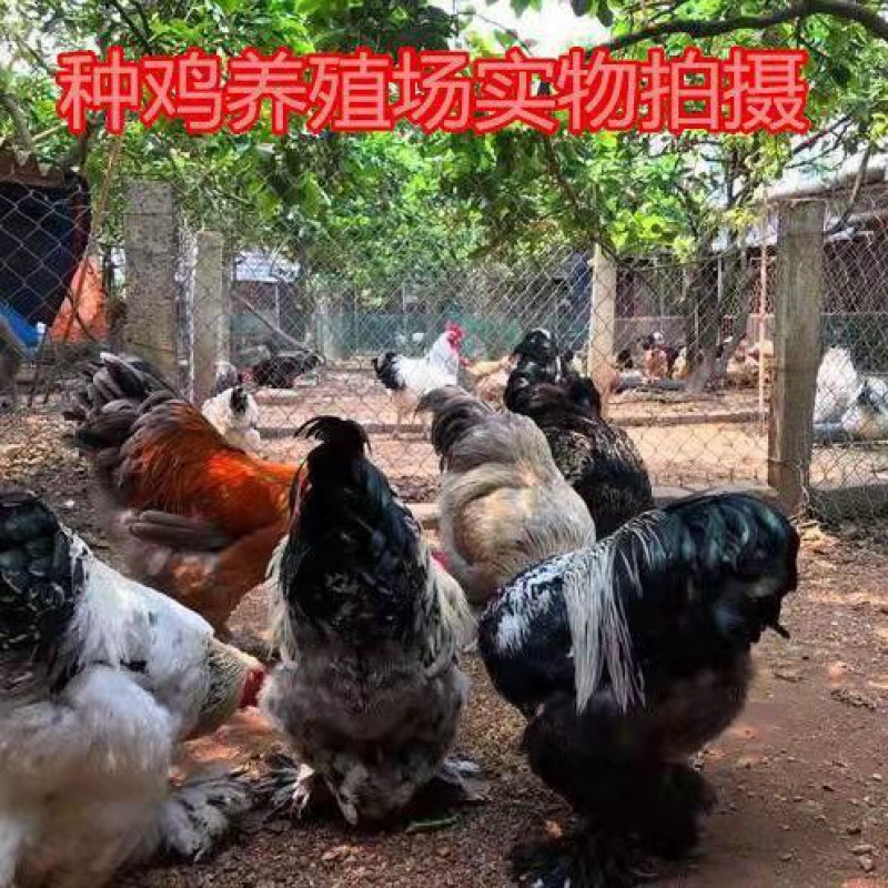 巨型婆罗门脱温鸡苗(随机) 两公两母【4只】