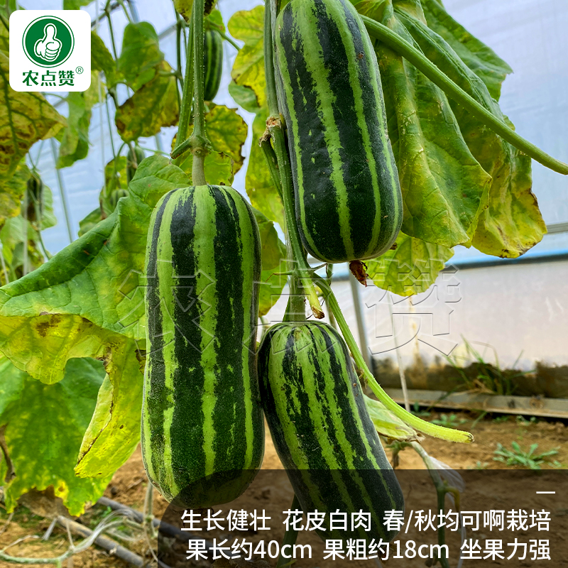 农点赞 绿皮花皮菜瓜种籽菜种籽菜籽种大全四季酥瓜香脆瓜甜瓜种植