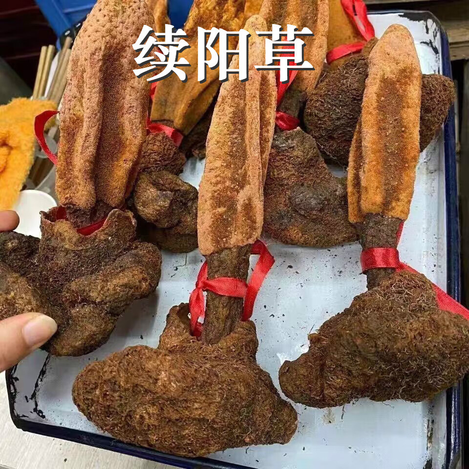 一重山【西藏续阳草】野外生续阳草:肾阳草顶天柱:持久泡酒料菘茯可