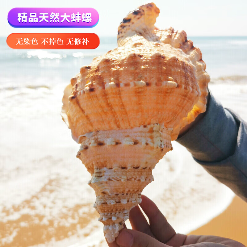 聂莊天然超大真海螺 贝壳摆件 工艺品 鱼缸造景 海的声音特大号角可吹 19厘米精品