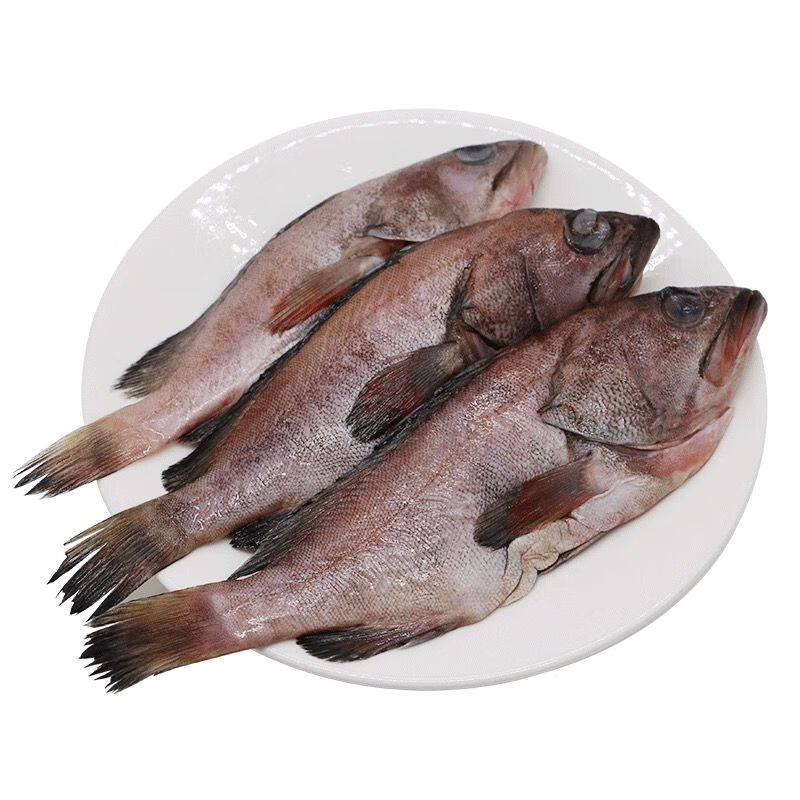 燕江澜石斑鱼冷冻整条石斑鱼大龙胆鱼富贵鱼活体纯深海石斑鱼品鲜价