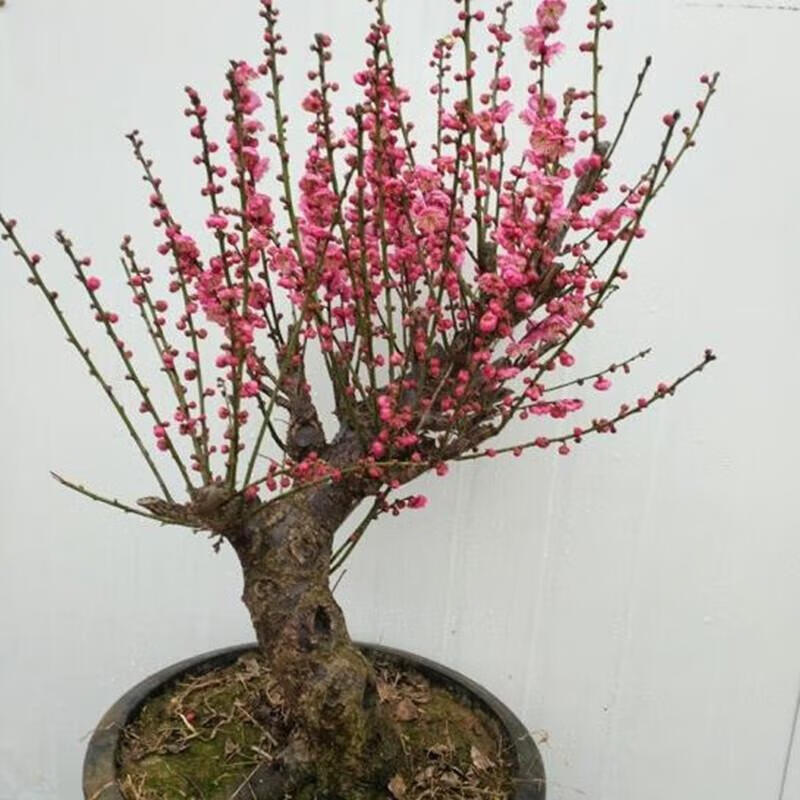 思取【耐寒花卉】梅花盆栽老桩红梅腊梅盆景树苗好养花卉耐寒植物室内