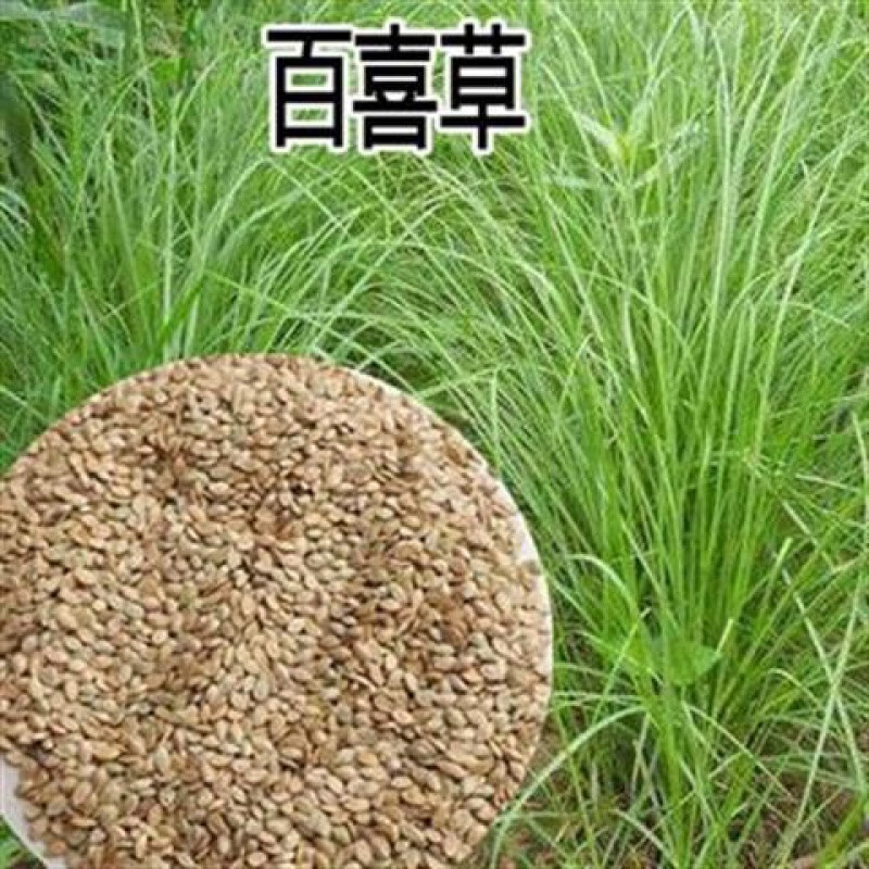 赤卉百喜草种子道路护坡 宽叶雀碑草 堤坝耐寒耐高温绿化草坪种子