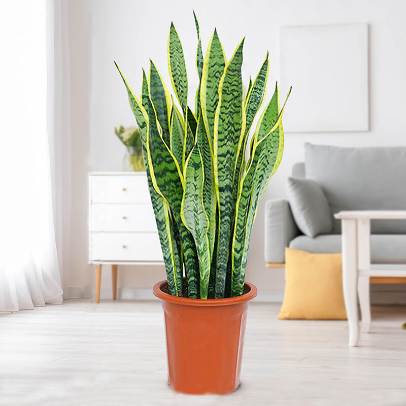 哪款虎皮兰盆栽销量好_2023年虎皮兰盆栽热销榜 - 十大牌子网