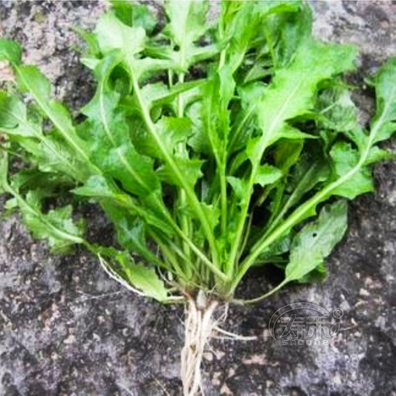 以琛荠荠菜种子大叶阳台四季菜籽香冬季蔬菜种籽孑菜种野菜芨芨菜菜种