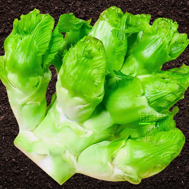 儿菜种子新种四川蔬菜籽大全娃娃菜抱子芥早熟菜种子 四川儿菜种子