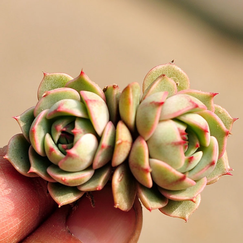 苯巴蒂斯多肉植物苯巴苯巴群生老桩双头盆栽含盆带土 双头冠幅5厘米