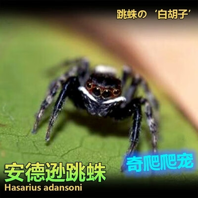 跳蛛灰佛桌面迷你好饲养卢卡斯寝室活物异宠 安德逊跳蛛【送食物】