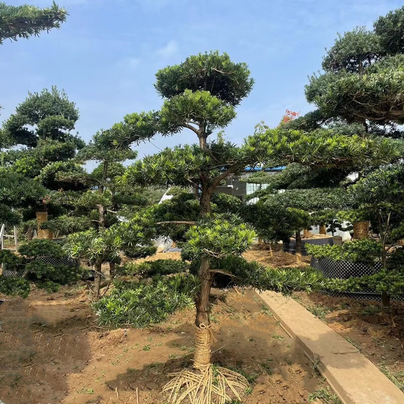 盆栽别墅花园庭院地景造型风景树景观园林罗汉松树 造型罗汉松【高1