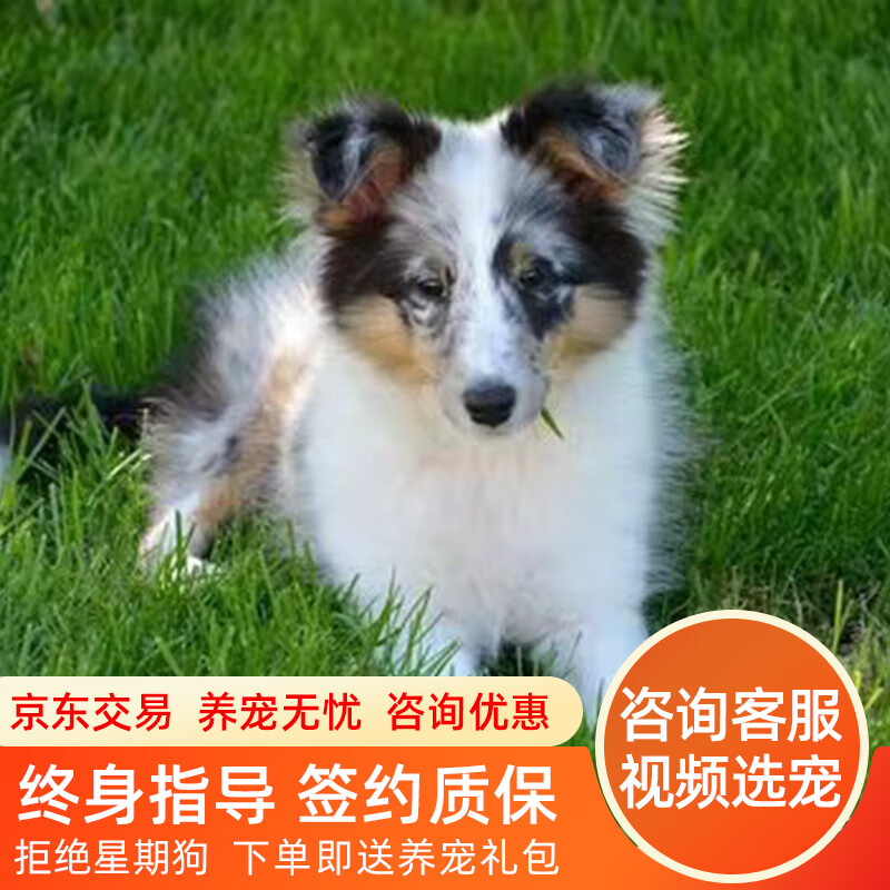 拾爱喜乐蒂幼犬喜乐蒂牧羊犬喜乐蒂牧羊犬活体纯种宠物狗 宠物级a 公