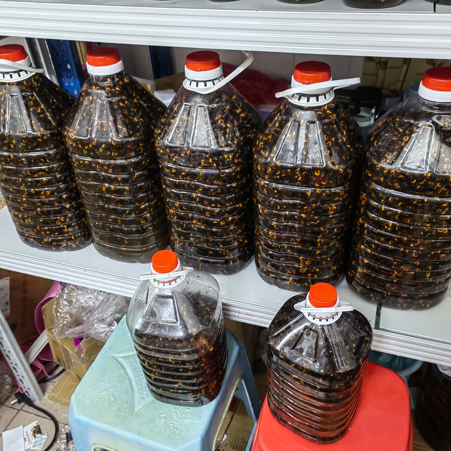 马蜂酒泡酒材材料金环虎头蜂活体野生马蜂诱蜂水原材料  虎头蜂纯 100只金环虎头蜂(个大)(24新蜂)