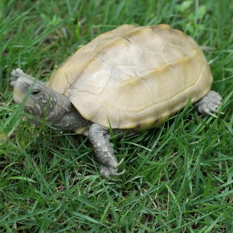 白玉草龟长大后的图片图片