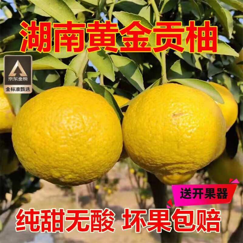 鲜级佳湖南怀化黄金贡柚纯甜新鲜水果春香柚象山青黄金柑时令柚子礼盒 净重5斤【80％选择-超划算】送剥柚器 单果果径60-70mm 尝鲜果·纯甜