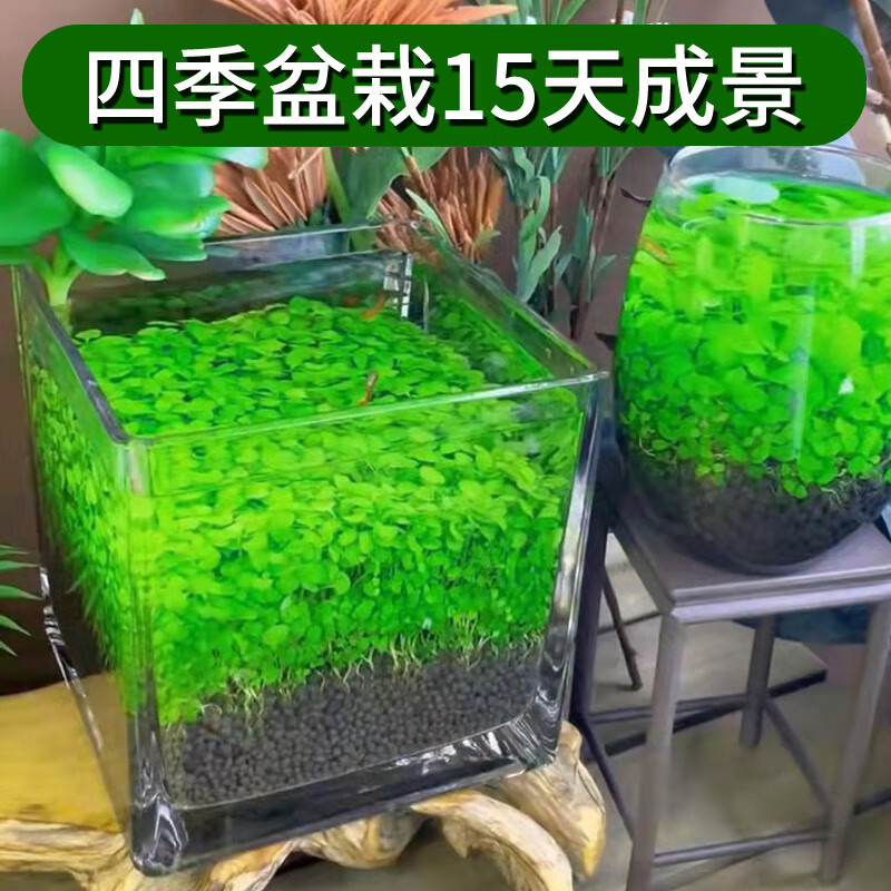 宠小帅 水草种子生态真植物造景水族箱盆栽玻璃瓶绿植装饰草缸造景套餐 大对叶水草1万粒+营养液+水草营养泥500g