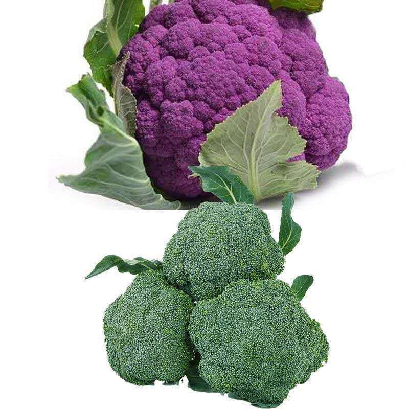 西兰花 相关京东优惠商品价格升序 价格图片品牌优惠券 虎窝购