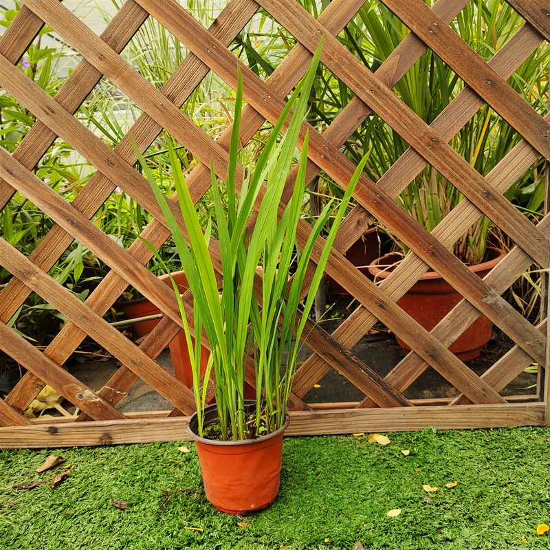 花嫁衣火星花盆栽 庭院花镜花卉 多年生鸢尾科耐热 火星花 雄黄兰