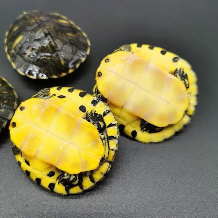 深水黄耳龟乌龟活物冷水乌龟长寿龟家养宠物观赏小乌龟招财小乌龟 2-3