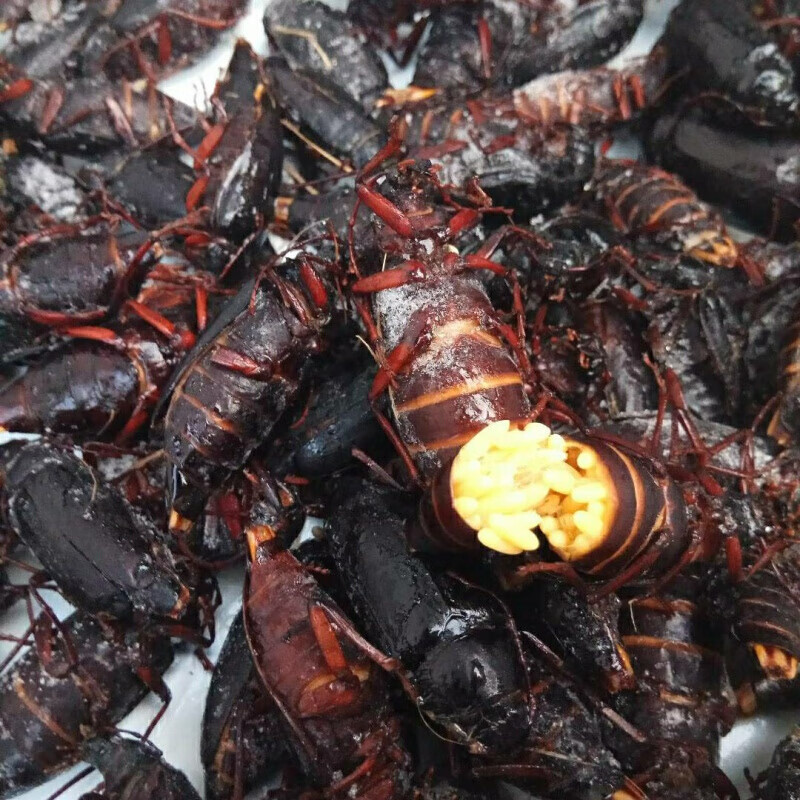 味巴哥公母山水牛母带籽沂蒙山特产栓栓牛荒野昆虫山山牛公母山虫牛